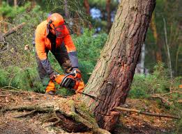 Best Leaf Removal  in Sloan, NY